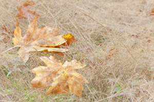 Fallen Prints: USA, Washington, Quinault. Maple leaves in grass