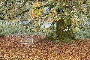Quinault Prints: USA, Washington, Quinault. Metal bench under maple tree