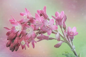Images Dated 2nd April 2014: USA, Washington. Red-flowering currant blooms close-up