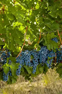 Cluster Prints: USA, Washington; Red Mountain. Cabernet Sauvignon grapes near harvest at Col Solare