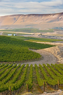Images Dated 27th September 2014: USA, Washington, Red Mountain. Dusk on Shaw Vineyard