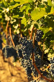 USA, Washington, Red Mountain. Petit syrah from Corvus Vineyard