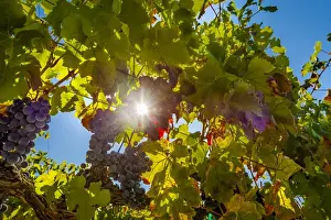 Images Dated 4th September 2014: USA, Washington, Red Mountain. Petit verdot block at Cara Mia Vineyard on Red Mountain