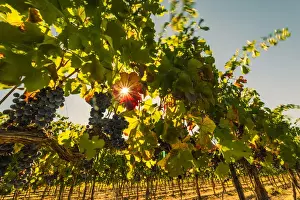 Images Dated 4th September 2014: USA, Washington, Red Mountain. Petit verdot block at Cara Mia Vineyard on Red Mountain
