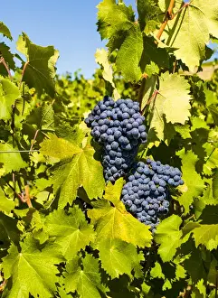 USA, Washington, Red Mountain. Syrah grapes from the Force Majeure estate vineyard