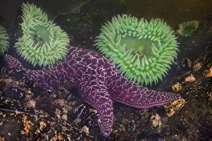 Tide Pool Prints: USA, Washington, Rialto Beach. Close-up of giant green anemones and purple starfish