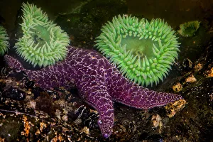 Tide Pool Prints: USA, Washington, Rialto Beach. Giant green anemones and purple star on beach. Credit as