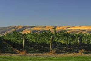 Images Dated 4th September 2011: USA, Washington, Richland. Goose Ridge Vineyards and Estate Winery is among Washington s