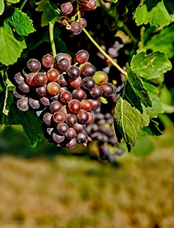 Horse Heaven Hills Prints: USA, Washington, Richland. Goose Ridge Vineyards and Estate Winery is among Washington s