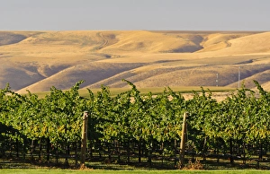 Images Dated 4th September 2011: USA, Washington, Richland. Goose Ridge Vineyards and Estate Winery is among Washington s
