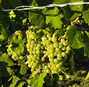 Images Dated 4th September 2011: USA, Washington, Richland. Goose Ridge Vineyards and Estate Winery is among Washington s