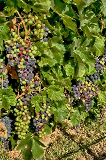 Images Dated 4th September 2011: USA, Washington, Richland. Goose Ridge Vineyards and Estate Winery is among Washington s