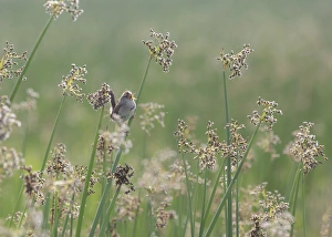 Reed Prints: USA, Washington, Ridgefield National Wildlife Refuge. Marsh wren singing on reed