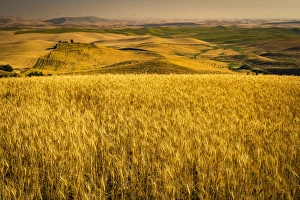 Harvest Prints: USA, Washington, rolling farmland, harvest time