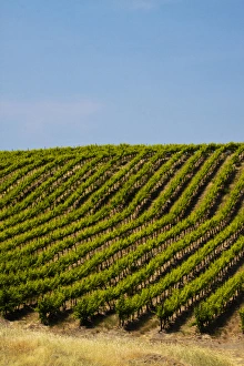 Images Dated 9th June 2009: USA, Washington, Rolling Vineyards In The Yakima County