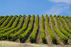 Images Dated 9th June 2009: USA, Washington, Rolling Vineyards In The Yakima County