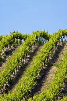 Images Dated 9th June 2009: USA, Washington, Rolling Vineyards In The Yakima County