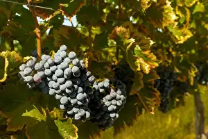 Images Dated 20th September 2014: USA, Washington, Royal City. Grenache grapes in the Lawrence Vineyards, on the Royal