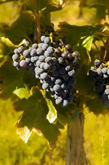 Images Dated 20th September 2014: USA, Washington, Royal City. Grenache grapes in the Lawrence Vineyards on the Royal
