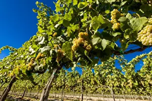 Images Dated 20th September 2014: USA, Washington, Royal City. Riesling grapes in Lawrence Vineyards which lies