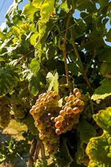 Images Dated 20th September 2014: USA, Washington, Royal City. Roussanne grapes in the Lawrence Vineyards on the Royal