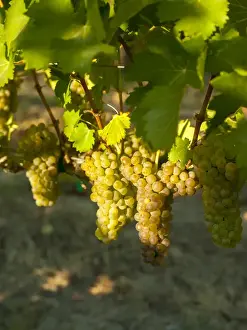 Images Dated 20th September 2014: USA, Washington, Royal Slope. Viognier grapes from Stillwater Creek Vineyard in Washington s