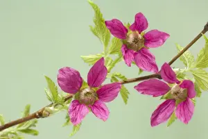 Images Dated 4th November 2008: USA, Washington. Detail of salmonberry blossoms on branch in springtime