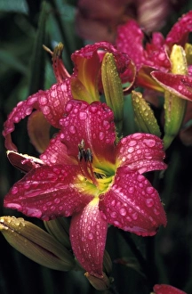 Images Dated 1st September 2009: USA, Washington, Sammamish. Daylily with dew drops