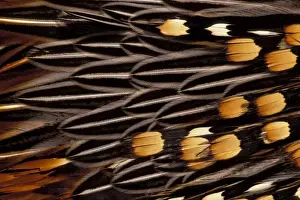USA, Washington, Sammamish. Game cock feather pattern