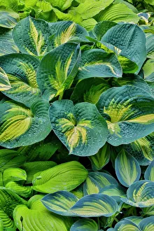 Stained Glass Prints: USA, Washington, Sammamish, hosta grown in pots