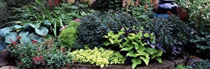 Formal Garden Prints: USA, Washington, Sammamish, Perennal Gardens