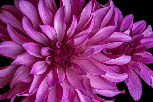 USA, Washington, Sammamish, Pink Flower, Digitally Altered