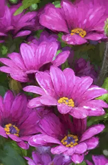 USA, Washington, Sammamish, Pink Flowers in a Row, Digitally Altered