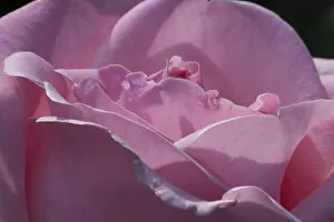 USA, Washington, Sammamish, Pink Rose