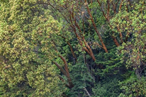 USA, Washington, San Juan Island National Historical Park, English Camp, Pacific