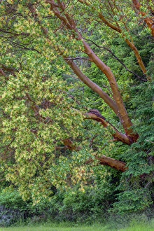 Images Dated 16th May 2016: USA, Washington, San Juan Island National Historical Park, English Camp, Pacific