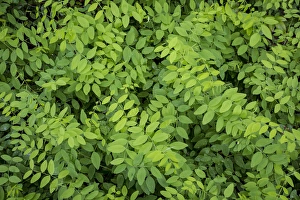 Images Dated 5th May 2014: USA, Washington, San Juan Islands. Foliage close-up