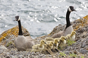 USA, Washington, San Juan Islands. Canada geese with goslings on Matia Island. Credit as