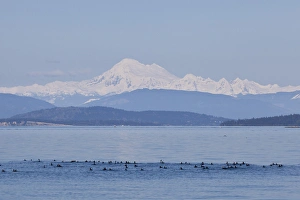 Images Dated 1st May 2011: USA, Washington, San Juan Islands. Mount Baker seen from the San Juan Islands. Credit as