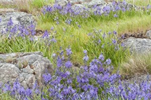 USA, Washington, San Juan Islands. Wildflowers surround boulders on Yellow Island