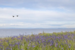 Images Dated 2nd May 2012: USA, Washington, San Juan Islands. Canada geese flying and camas flowers on Patos Island
