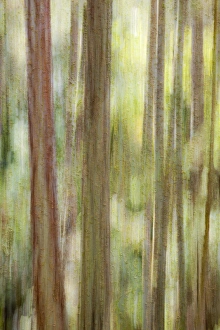 Images Dated 7th May 2011: USA, Washington, San Juan Islands. Abstract woodland scene
