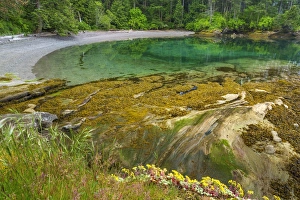 Images Dated 5th May 2014: USA, Washington, San Juan Islands. Secluded bay on Sucia Island