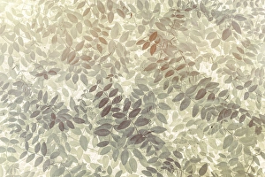 USA, Washington, San Juan Islands. Stylized pattern of vetch leaves