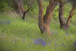 Painterly Prints: USA, Washington, San Juan Islands. Scenic on Yellow Island Nature Preserve. Credit as