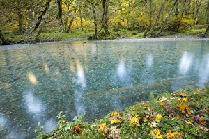 Images Dated 18th October 2011: USA, Washington. Scenic of Quinault River in the Olympic National Park. Credit as