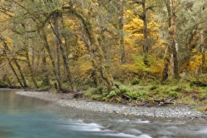 USA, Washington. Scenic of Quinault River in the Olympic National Park. Credit as