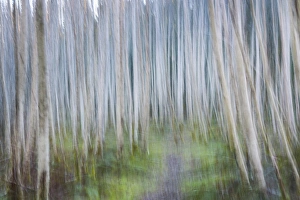 Alder Prints: USA, Washington, Seabeck. Abstract of alder trees in winter