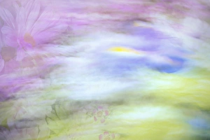 Painterly Prints: USA, Washington, Seabeck. Abstract of flowers in motion