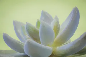 Painterly Prints: USA, Washington, Seabeck. Abstract of succulent plant